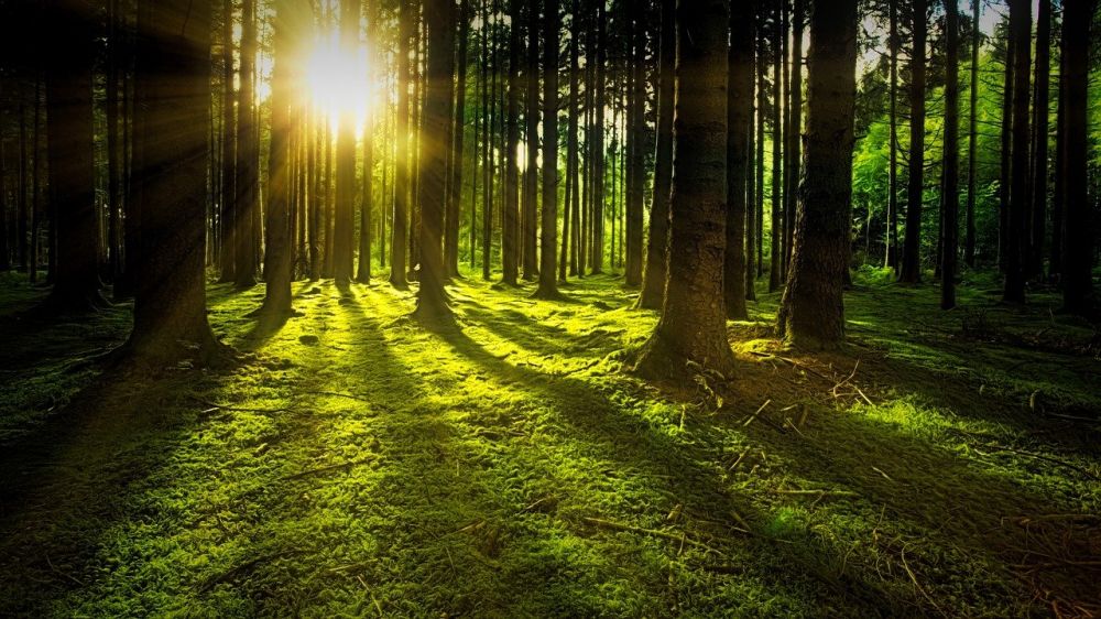 Arborister i Skåne är certifierade och kan allt om trädvård