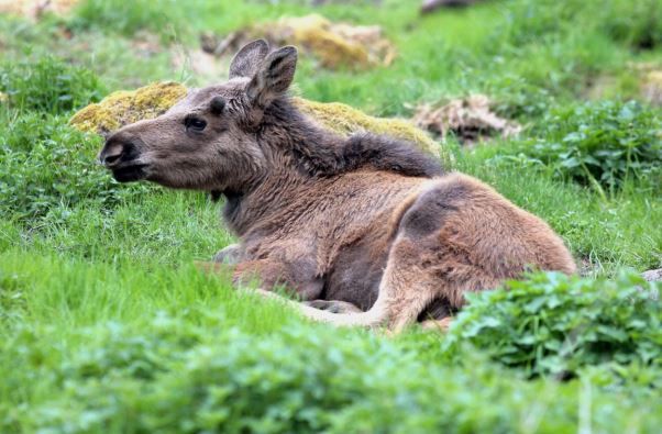Elk park i småland  nära möten med skogens konung