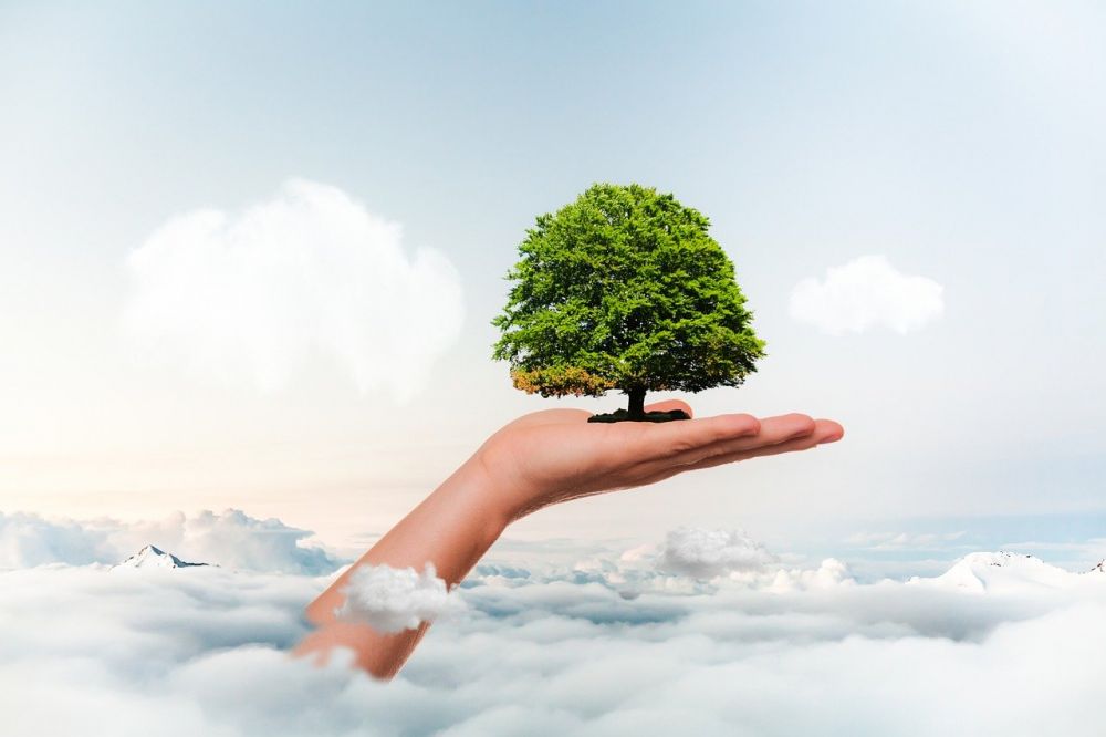 Arborist i bromma  trygg trädvård nära hus och människor