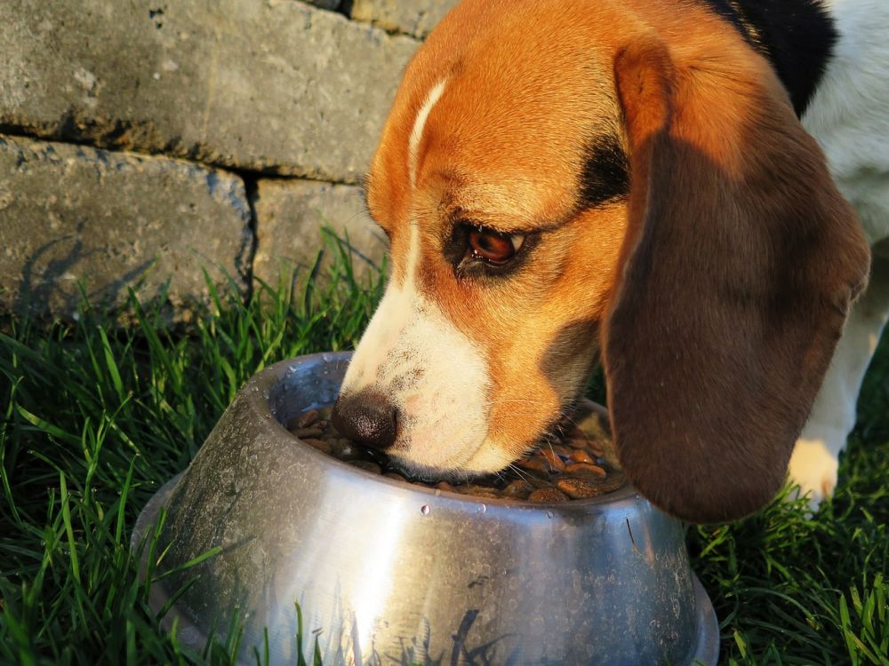 Hundfoder  så väljer du rätt mat till din hund
